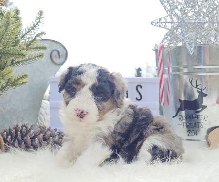 Toy/Mini Aussiedoodle Puppies