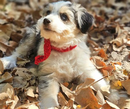 Toy/Mini Aussiedoodle Puppies