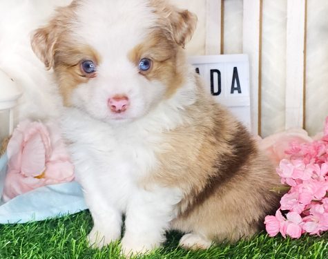 Toy/Mini Australian Shepherd Puppy