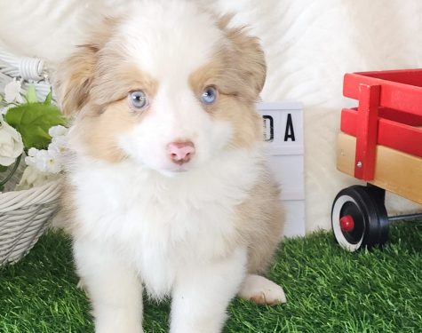 Toy/Mini Australian Shepherd Puppy