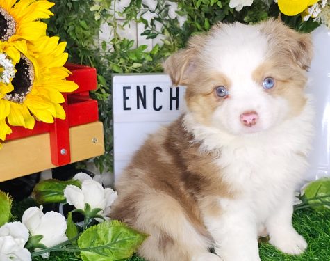 Toy/Mini Australian Shepherd Puppy