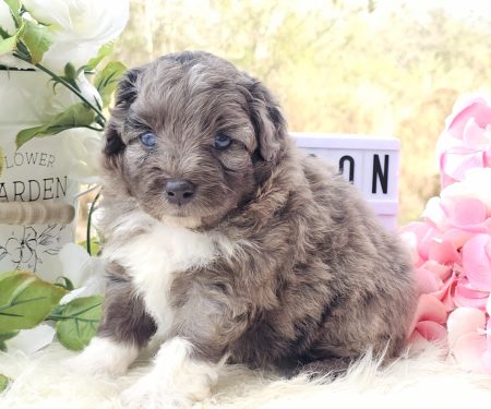 Toy/Mini Aussiedoodle Puppies