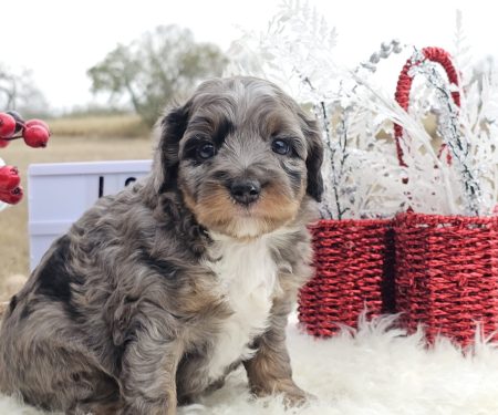 Toy/Mini Aussiedoodle Puppies