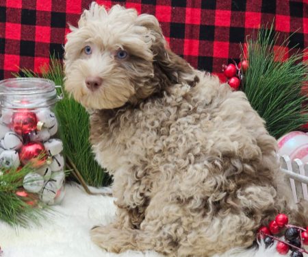 Toy/Mini Aussiedoodle Puppies