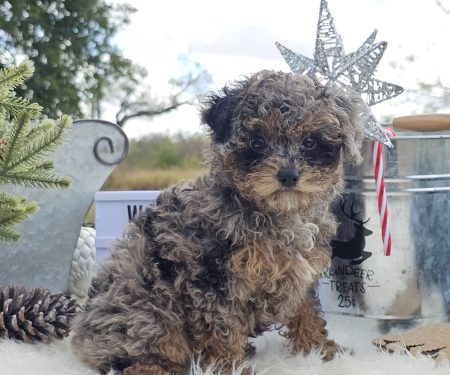 Toy Poodle Puppies